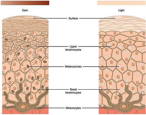 Cells of the Epidermis | 3 Layers of the Skin | Skin Cell Functions