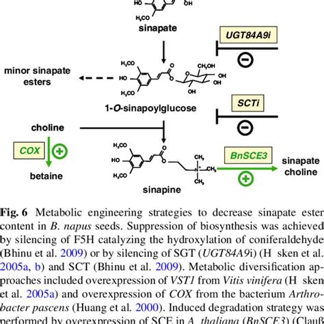 (PDF) Sinapate esters in brassicaceous plants: Biochemistry, molecular biology, evolution and ...