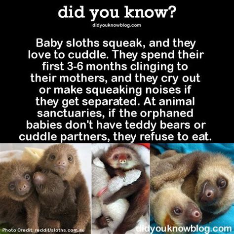 did you know? More Animals And Pets, Funny Animals, Wild Animals, Cute Sloth Pictures, Sloth ...