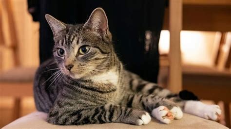 10 Fascinating Facts About Mackerel Tabby Cats - Catster