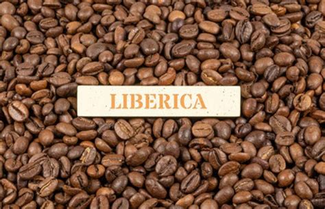 What is Liberica Coffee: Origin, Types, Flavors, And More - crazycoffeecrave.com
