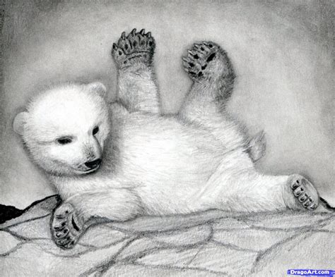 Polar Bear Cub Drawing at PaintingValley.com | Explore collection of ...