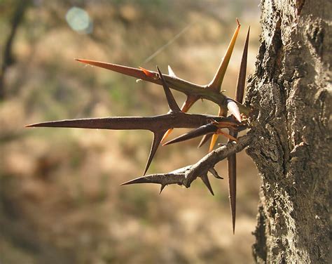 Honey Locust, Menacing Thorns Protecting a Sweet Treat - Eat The Planet