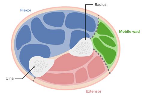 Compartments Of Forearm