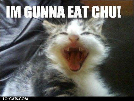 Lolcats... AHAHAHAHAH! | Funny cats, Funny cat pictures, Hilarious captions