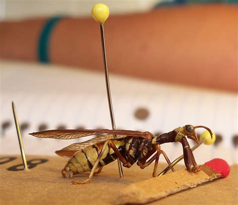 Wasp Mantidfly: Trampled after mistaken identity - What's That Bug?