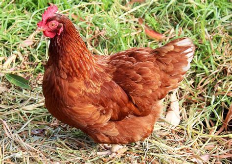 ISA Brown Chicken Breed – Everything You Need to Know