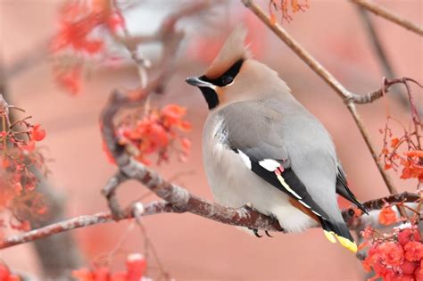 Bohemian waxwing: habitat, characteristics and reproduction