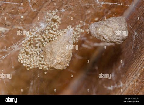 Spider hatching from egg hi-res stock photography and images - Alamy