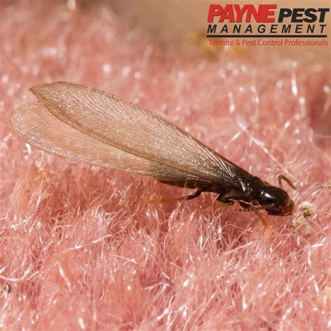 Flying Termites FAQ'S - Payne Pest | Pest & Termite Control