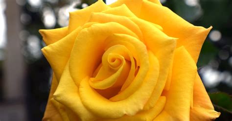 Imagine de stoc gratuită cu floare frumoasa, trandafir, trandafir galben