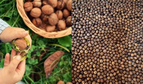 Harvesting Walnuts - Collecting, Drying and Storing