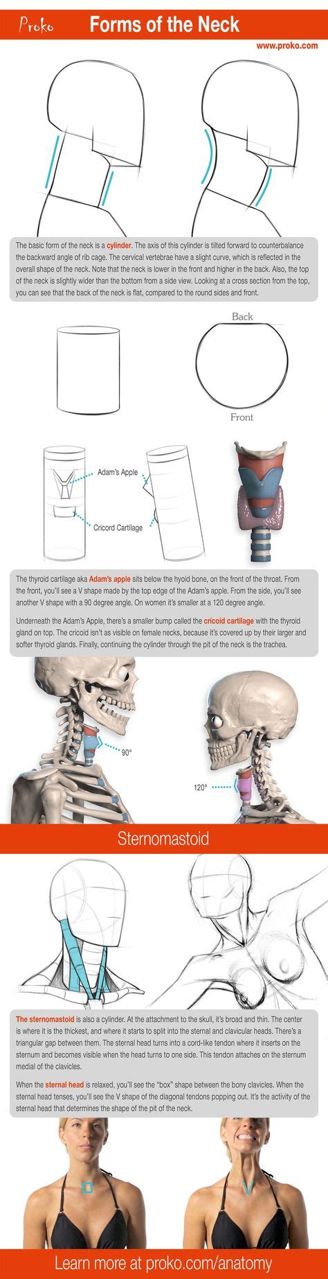 Learn how to draw the neck! More anatomy drawing lesson at proko.com ...