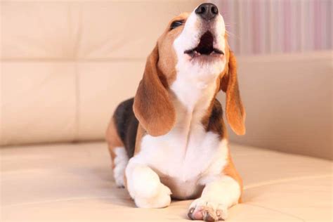 Beagle Puppy Won't Stop Barking: (Training Quiet) - HoundGames