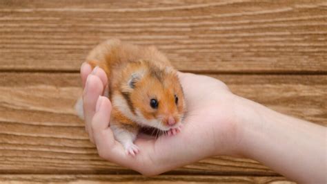 The Cutest and Funniest Names for a Pet Hamster | Inspiration and Tips - EXOtella