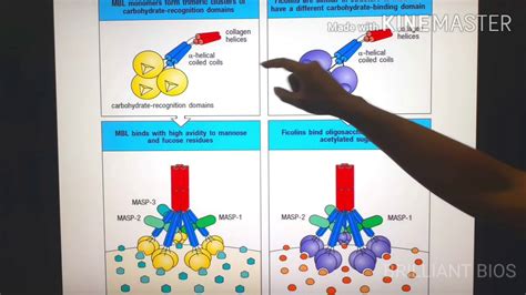 "Opsonins & Opsonization" Immunology - YouTube