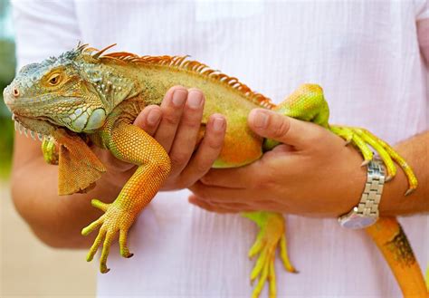 What are the similarities between an iguana, a monitor lizard, and a ...