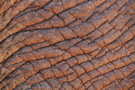 Video: How cracks in an elephant's skin keep it cool - Africa Geographic