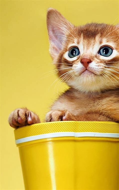 1366x768px, 720P Free download | Kitten, Funny, Cats for Asus, Kindle Fire Cat HD phone ...
