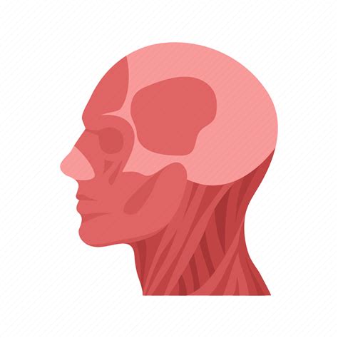 Body, head, human, human anatomy, human body, parts of the body, skull icon - Download on Iconfinder