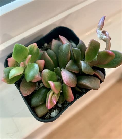 46 Types of Purple Succulents [With Pictures]