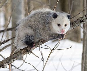 Virginia opossum Facts for Kids