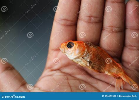 Dead Goldfish Laying on Palm Hd Stock Photo - Image of dead, palm ...