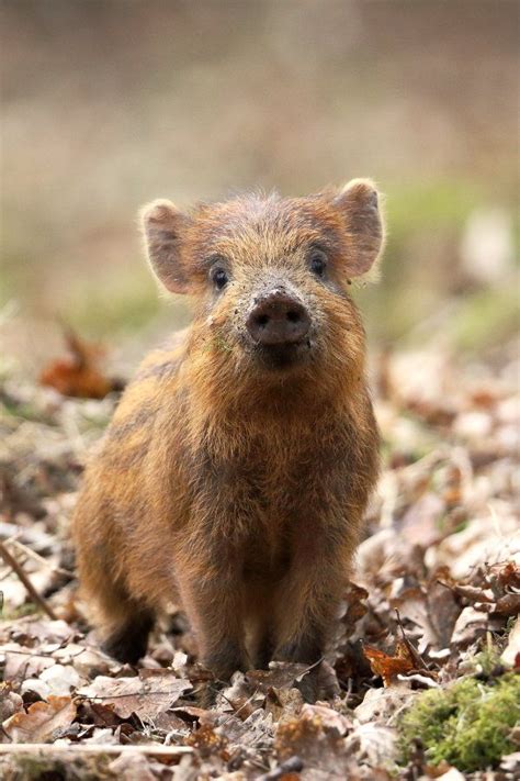 Wild Piglet in Forest of Dean, Gloucestershire