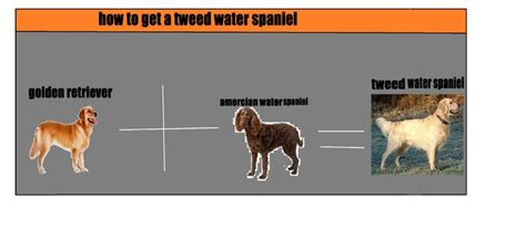 dis is a tweed water spaniel the tweed water spaniel is a mix between a ...