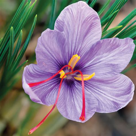 Saffron Crocus Fall Planting Bulbs | Bag of 10 | Plantgem