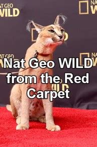 Watch Nat Geo Wild TV Shows Online | Yidio