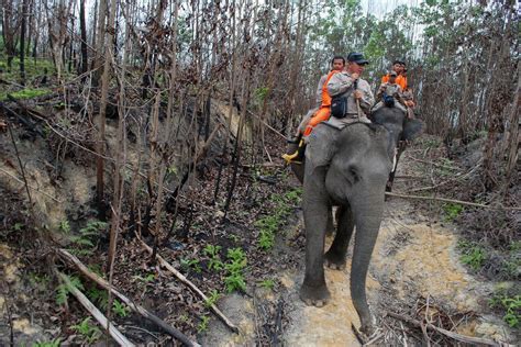 Illegal Indonesia forest fires create ecological disaster - mlive.com