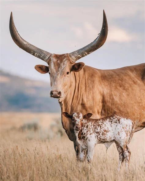 (7) Ankole have some of the largest horns of any breed of cattle ...