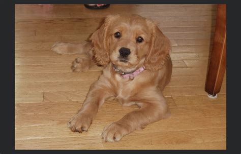 Golden Cavalier Specialty Crossbreed Puppies in Ohio | 0 Reviews | GMAD