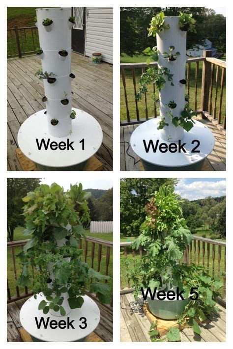 Look at what you could be growing in your very own aeroponic tower ...