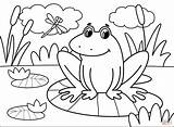 Frog coloring Page  Free Printable Coloring Pages sketch template