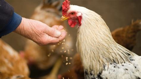 Chicken Scratch Feed For Your Chickens | Pros And Cons