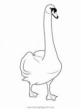 Swan Standing Coloring Page For Kids  Free Swans And Geese Printable sketch template