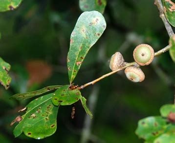 IT TAKES TIME TO GROW AN ACORN | backyardwildlifeconnection