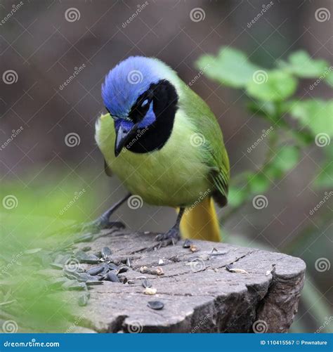 Green Jay at a Feeder stock image. Image of feeding - 110415567