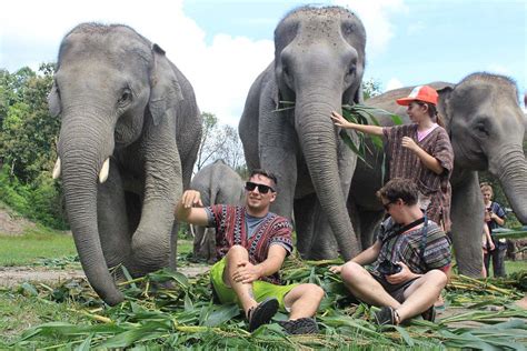 Elephant Jungle Sanctuary Chiang Mai Tickets Price 2024 + [Promotions / Online Discounts]