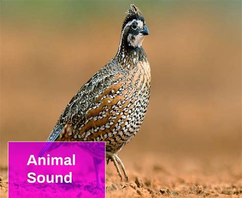 Quail Bobwhite Bird Sound Free MP3 Download | Mingo Sounds