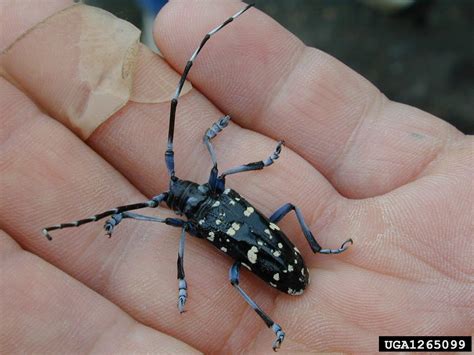 Asian Long-Horned Beetle | Center for Invasive Species Research