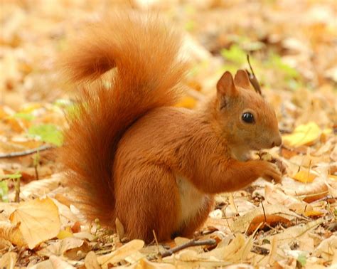 Squirrel Symbolism - Spirit Animal Totems