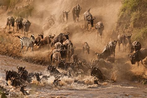 See the Wildebeest Crossing the Mara River in Kenya | Best Travel ...