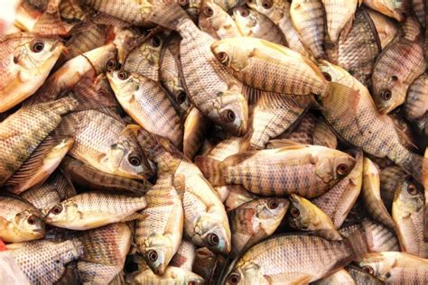 Tilapia Fish Farming in Saudi Arabia: Business Plan, How to Setup Ponds ...
