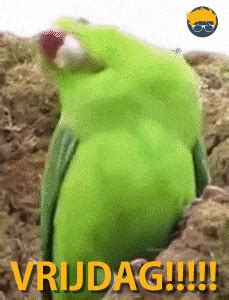 Funny-parrot GIFs - Get the best GIF on GIPHY