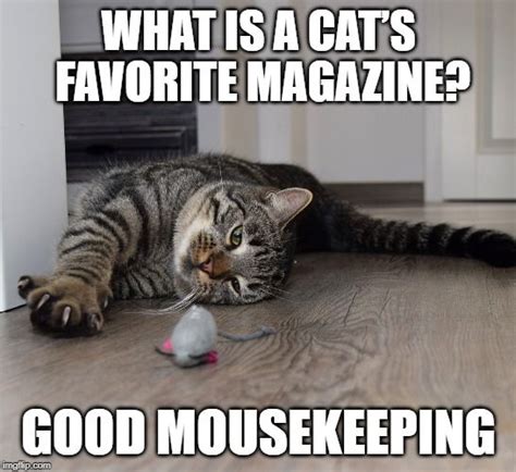 Cat and Mouse Meme