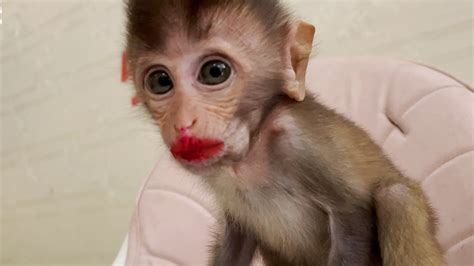 Monkey Wearing Lipstick | Lipstutorial.org