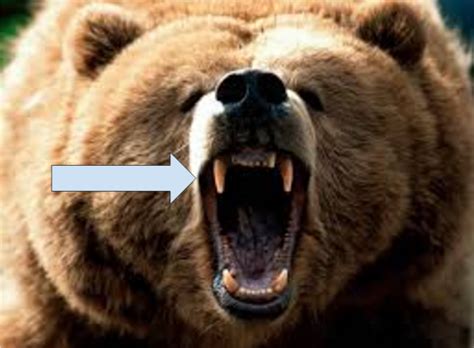 Adaptations - Grizzly Bear(Ursus Arctos)